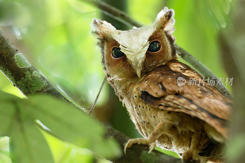 夜行鸟:成年白额镜鸮(Otus sagittatus)。